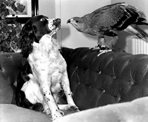 Animals friendship Dogs Dog Bird of Prey African Tawney Eagle September 1983 Animals friendship Dogs Dog Bird of Prey African Tawney Eagle September 1983