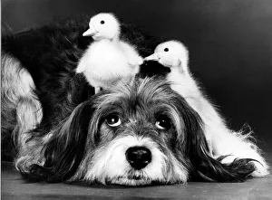 Animals Friendships Dogs Ducklings March 1986 Pippin the mongrel dog looking after Animals Friendships Dogs Ducklings March 1986 Pippin the mongrel dog looking after