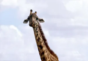 Animals - Giraffe - February 1971 Nairobi Game Park - Kenya Animals - Giraffe - February 1971 Nairobi Game Park - Kenya