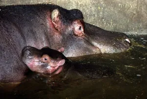 Animals Hippopotamus with baby at Chessington Zoo DBase Animals Hippopotamus with baby at Chessington Zoo DBase