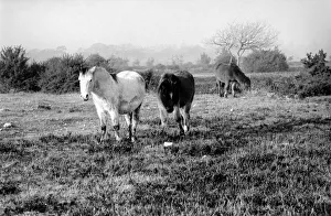Animals: Horse: Landscape: New Forest Ponies. New Forest Ponies foraging for food in Animals: Horse: Landscape: New Forest Ponies. New Forest Ponies foraging for food in