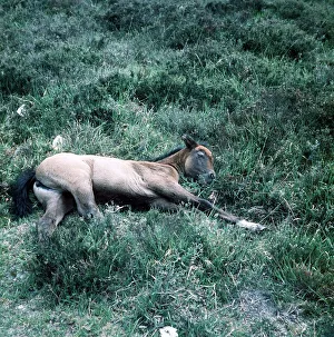Animals - Horses - Mares and Foals New forest pony foal June 1975 Animals - Horses - Mares and Foals New forest pony foal June 1975