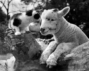 Animals, kitten and lamb at Chessington Zoo. September 1948 P000748 Animals, kitten and lamb at Chessington Zoo. September 1948 P000748
