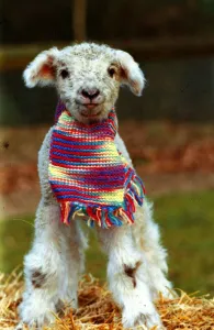 Animals - Lamb wearing scarf December 1988 A©mirrorpix Animals - Lamb wearing scarf December 1988 A©mirrorpix