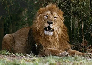 Animals Lions Arfur the Lion shows his face to visitors at the zoo January 1993 Animals Lions Arfur the Lion shows his face to visitors at the zoo January 1993