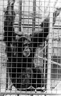 Animals Monkeys Chimpanzee John Aspinall zoo Apr 89 tore off a child's arm Animals Monkeys Chimpanzee John Aspinall zoo Apr 89 tore off a child's arm