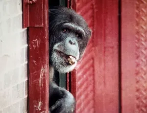 Animals Monkeys Chimpanzees Chimps A©Mirrorpix Animals Monkeys Chimpanzees Chimps A©Mirrorpix
