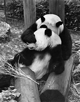 Animals: Panda. There is a hope that at last the two giant Pandas at the London Zoo will Animals: Panda. There is a hope that at last the two giant Pandas at the London Zoo will
