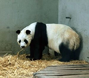Images Dated 25th April 1972: Animals - Pandas Panda - April 1972 Chi Chi the giant panda at London Zoo