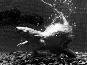 Animals Rat March 1970 Cedric the white rat the pet of 11 years old David Stanton Animals Rat March 1970 Cedric the white rat the pet of 11 years old David Stanton