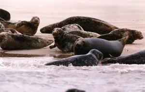 Animals Seals Pollution suffering seals in the dee estuary off the cheshire coast Animals Seals Pollution suffering seals in the dee estuary off the cheshire coast