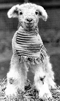 Animals Sheep lambs Decmber 1988 This lamb was kept warm by it's knitted scarf Animals Sheep lambs Decmber 1988 This lamb was kept warm by it's knitted scarf