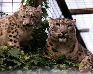 Animals Snow Leopards mum Shah and cub Raisa at Chessington World of Adventures Zoo Theme Animals Snow Leopards mum Shah and cub Raisa at Chessington World of Adventures Zoo Theme