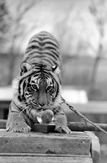 Animals: Tiger: nEmmai the tiger is one of two tigers used to promote Esso Petrol one Animals: Tiger: nEmmai the tiger is one of two tigers used to promote Esso Petrol one