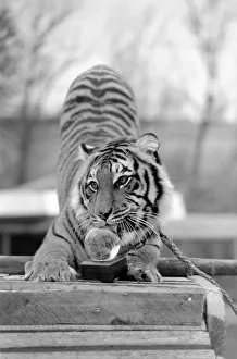 Animals: Tiger: nEmmai the tiger is one of two tigers used to promote Esso Petrol one Animals: Tiger: nEmmai the tiger is one of two tigers used to promote Esso Petrol one
