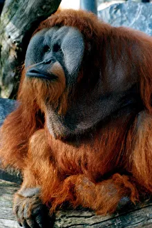 Animals - wild - monkeys - apes - orang-outan orangoutan Adam the Orang-utan sits Animals - wild - monkeys - apes - orang-outan orangoutan Adam the Orang-utan sits