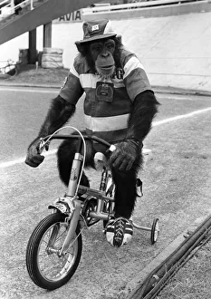 Animals-Working Rent A Star: A Brooke Bond Chimp: Even animal stars are being used in Animals-Working Rent A Star: A Brooke Bond Chimp: Even animal stars are being used in