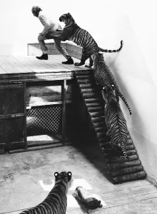 Animals Zoos John Aspinall with Tigers at Howletts Zoo July 1971 Animals Zoos John Aspinall with Tigers at Howletts Zoo July 1971