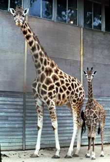 Anne the baby giraffe with her mother Dribbles at Marwell Zoo June 1987 Anne the baby giraffe with her mother Dribbles at Marwell Zoo June 1987