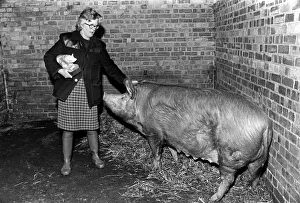 Ann's proud that her house is a bit of a pigsty. Proud owner Ann Ann's proud that her house is a bit of a pigsty. Proud owner Ann