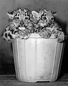 The Arctic weather is no joke - even these twin snow leopards are having to cuddle up to The Arctic weather is no joke - even these twin snow leopards are having to cuddle up to