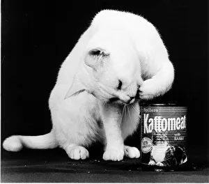 Arthur 2 the 2nd cat who appeared in a cat food advertisment on TV Arthur 2 the 2nd cat who appeared in a cat food advertisment on TV