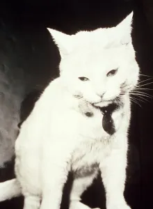 Arthur the White Cat - October 1995 who featured in TV ads Arthur the White Cat - October 1995 who featured in TV ads