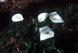Arum Lily flower Zantedeschia Aethiopica or Arum Lily in the Grampians Arum Lily flower Zantedeschia Aethiopica or Arum Lily in the Grampians