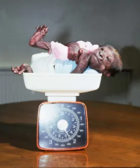 Asante the abandoned baby gorilla being weighed Sitting in scales June 1985 Asante the abandoned baby gorilla being weighed Sitting in scales June 1985