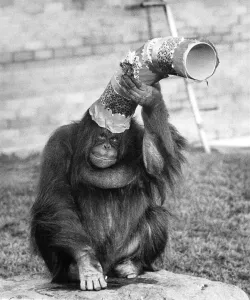 Asimat the orang-utan belied her gloomy expression and brought out smiles on the faces of Asimat the orang-utan belied her gloomy expression and brought out smiles on the faces of