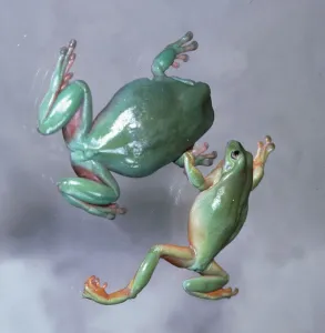 Australian Tree Frogs kissing on a branch February 1980 Australian Tree Frogs kissing on a branch February 1980