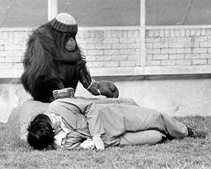 Azimath the orang-utan at Blackpool Zoo, wearing a woolie hat and boxing gloves Azimath the orang-utan at Blackpool Zoo, wearing a woolie hat and boxing gloves