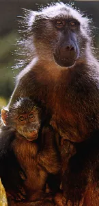 Baboons caught in wild and sold in britain for experiments October 1991 Baboons caught in wild and sold in britain for experiments October 1991