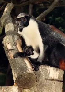 Baby Bilbo is one of Port Lympne Zoo Parks Diana Monkeys. Born on 5th May 88 Baby Bilbo is one of Port Lympne Zoo Parks Diana Monkeys. Born on 5th May 88