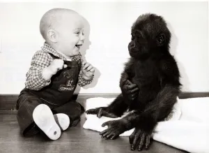 The baby boy gets excited in the presence of his new friend - a baby gorilla The baby boy gets excited in the presence of his new friend - a baby gorilla
