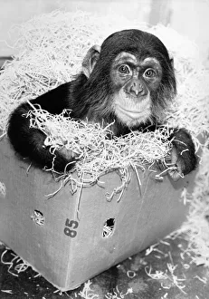 Baby chimp Victoria doesnIt believe in monkeying about. Nor does she ape the antics of Baby chimp Victoria doesnIt believe in monkeying about. Nor does she ape the antics of