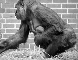 Baby Doll, a gorilla at Howlett Park Zoo in Littleborne with new born baby Kisoro Baby Doll, a gorilla at Howlett Park Zoo in Littleborne with new born baby Kisoro