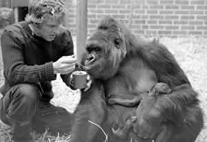 Baby Doll, a gorilla at Howlett Park Zoo in Littleborne with new born baby Kisoro being Baby Doll, a gorilla at Howlett Park Zoo in Littleborne with new born baby Kisoro being