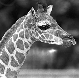 Baby giraffe at Twycross zoo, Warwickshire. 14th June 1984 Baby giraffe at Twycross zoo, Warwickshire. 14th June 1984