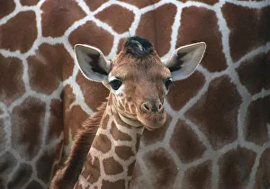 Baby giraffe at Whipsnade Wild Animal Park born on Thursday 20 June in front of its Baby giraffe at Whipsnade Wild Animal Park born on Thursday 20 June in front of its
