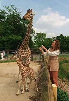 Baby Giraffe at Whipsnade Wild Animal Park born on Thursday 20 June with Shauna Lowry TV Baby Giraffe at Whipsnade Wild Animal Park born on Thursday 20 June with Shauna Lowry TV