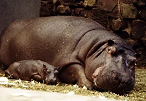 Baby hippopotamus Samantha with her mother Myra at Chester Zoo March 1978 A© Baby hippopotamus Samantha with her mother Myra at Chester Zoo March 1978 A©