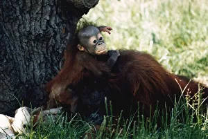 Baby Orang-utan in long grass holding onto older monkey Mother by a tree December Baby Orang-utan in long grass holding onto older monkey Mother by a tree December