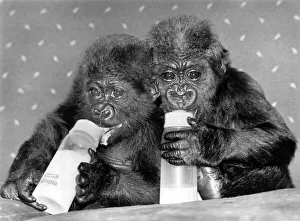 Two baby orphan gorillas Tamirilla (left) and Tambabi drinking milk from their bottles at Two baby orphan gorillas Tamirilla (left) and Tambabi drinking milk from their bottles at
