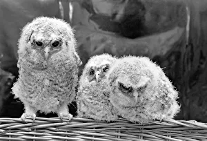 Three baby owls sitting perched on a wicker basket. May 1975 Three baby owls sitting perched on a wicker basket. May 1975