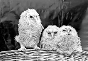 Three baby owls sitting perched on a wicker basket. May 1975 Three baby owls sitting perched on a wicker basket. May 1975