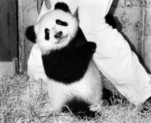 Baby panda Chu-Lin is probably the most valuable baby animal in the world Baby panda Chu-Lin is probably the most valuable baby animal in the world
