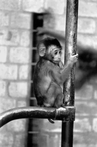 A baby Pig-tailed Monkey January 1975 75-00240-014 A baby Pig-tailed Monkey January 1975 75-00240-014