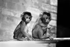 Baby pig-tailed monkeys January 1975 75-00240-019 Baby pig-tailed monkeys January 1975 75-00240-019