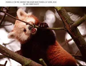 Baby red panda bear chewing on branch of a tree at Edinburgh Zoo 1997 Baby red panda bear chewing on branch of a tree at Edinburgh Zoo 1997